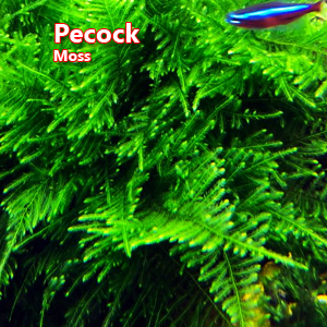 Pecock Moss